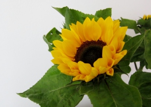 The first sunflower - bringing warmth and happiness symbolizing adoration and long levity